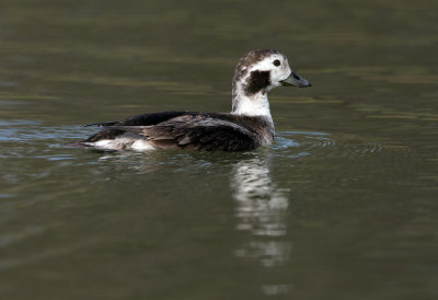 Long Tailed Duck