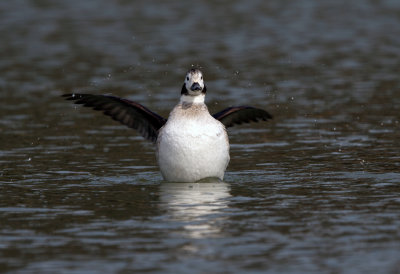 Long Tailed Duck