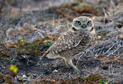 Burrowing Owl