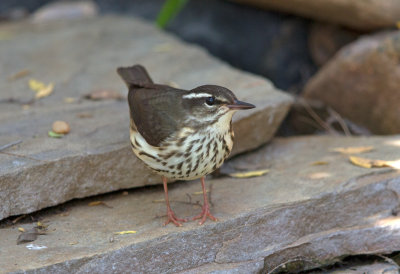 Louisiana Waterthrush