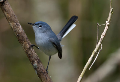 Blue Gray Gnatcatcher