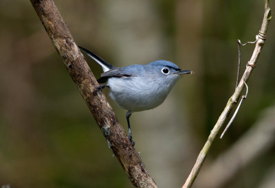Blue Gray Gnatcatcher