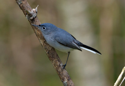 Blue Gray Gnatcatcher
