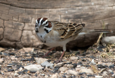 Lark Sparrow