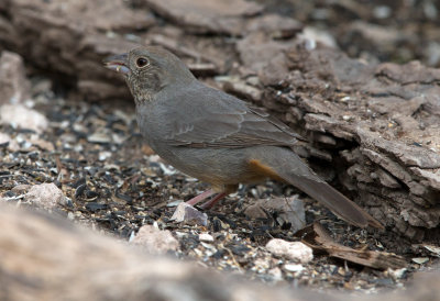 Canyon Towhee