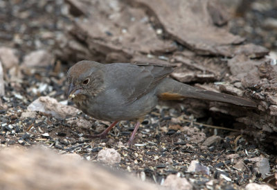 Canyon Towhee