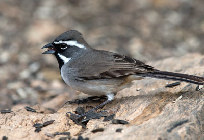 Black Throated Sparrow