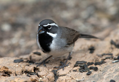 Black Throated Sparrow