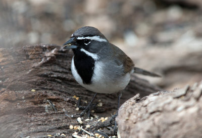 Black Throated Sparrow