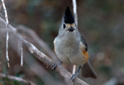 Black Crested Titmouse