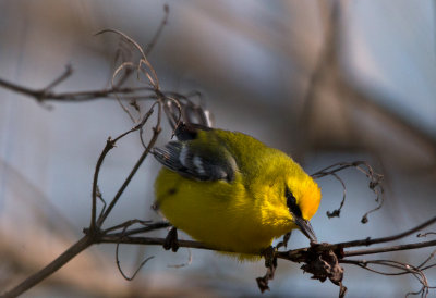 Blue Winged Warbler