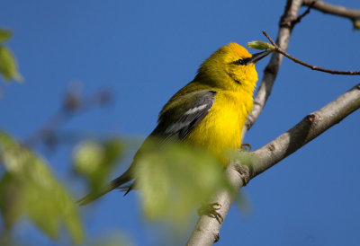 Blue Winged Warbler