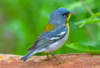 Northern Parula