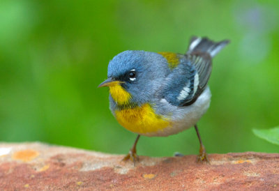 Northern Parula