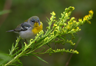 Northern Parula