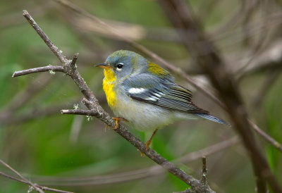 Northern Parula