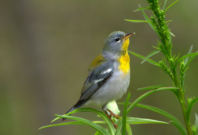 Northern Parula