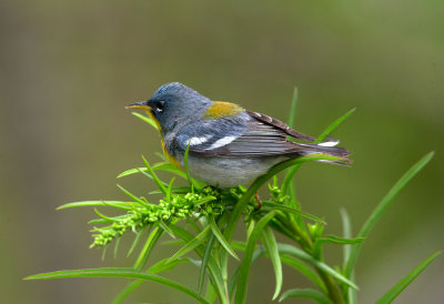 Northern Parula