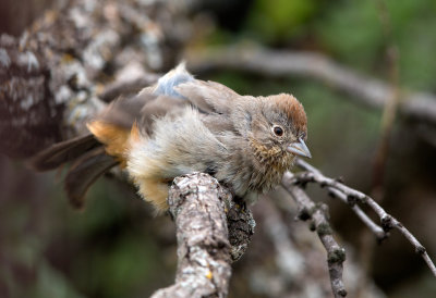 Canyon Towhee