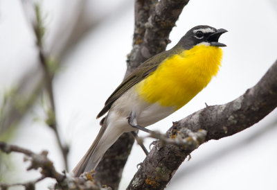 Yellow Breasted Chat