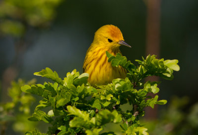 Yellow Warbler