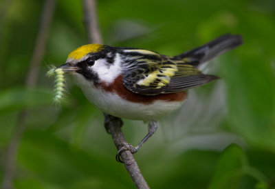 Chestnut Sided Warbler with Bug