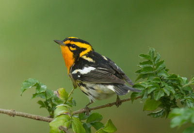 Blackburnian Warbler