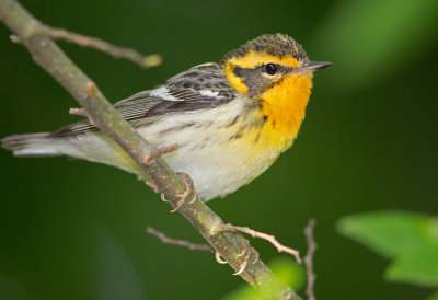 Blackburnian Warbler