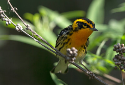Blackburnian Warbler
