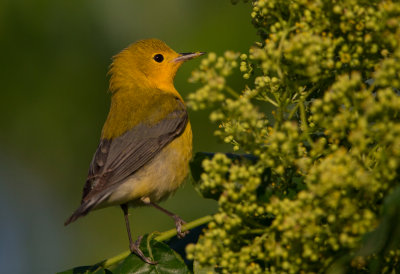 Prothonotary Warbler