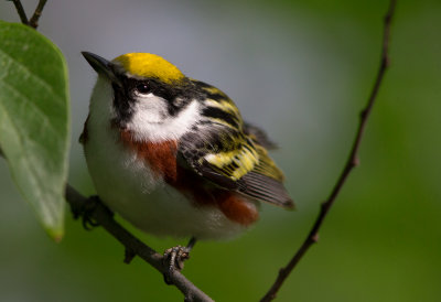 Chestnut Sided Warbler