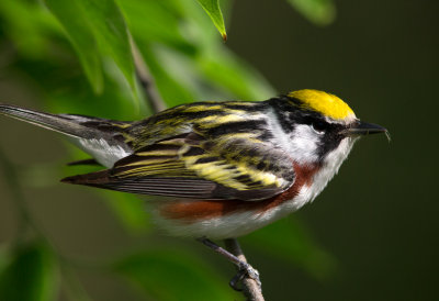 Chestnut Sided Warbler