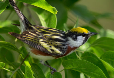 Chestnut Sided Warbler