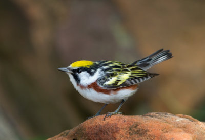 Chestnut Sided Warbler