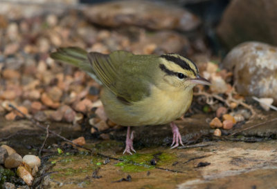 Worm Eating Warbler