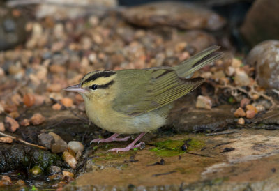 Worm Eating Warbler