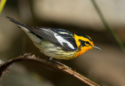 Blackburnian Warbler