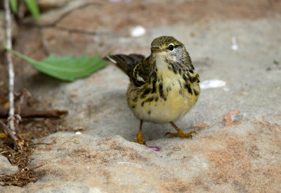 Blackpoll Warbler (Female)