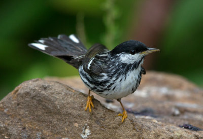 Blackpoll Warbler