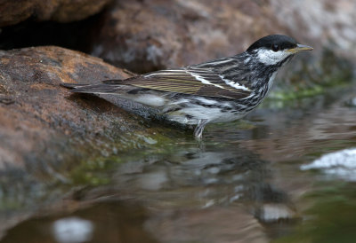 Blackpoll Warbler