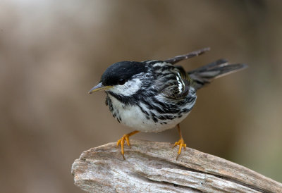 Blackpoll Warbler