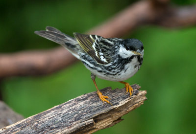 Blackpoll Warbler