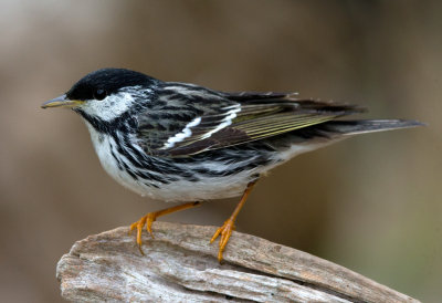 Blackpoll Warbler