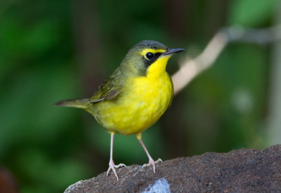 Kentucky Warbler