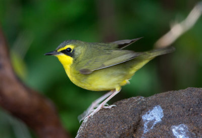 Kentucky Warbler