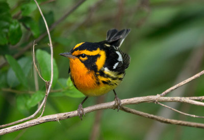 Blackburnian Warbler