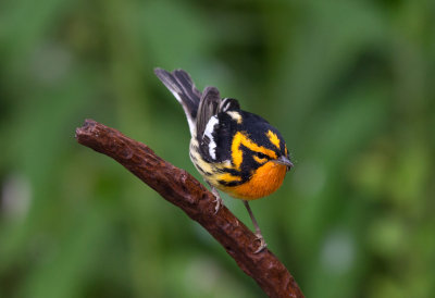 Blackburnian Warbler