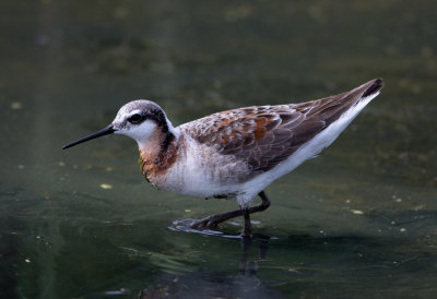 Wilsons Phalarope