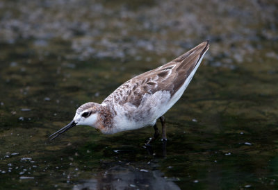 Wilsons Phalarope