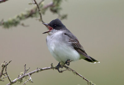 Eastern Kingbird